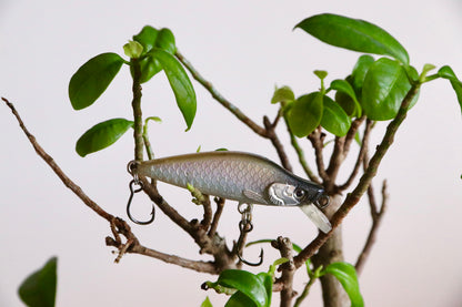 Silver Minnow