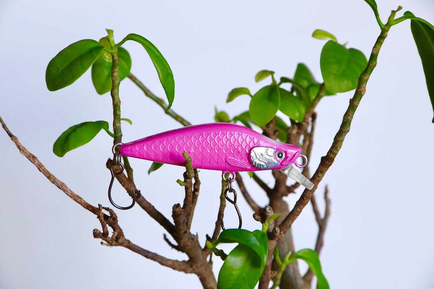 Pink Minnow